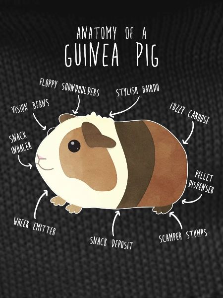 Anatomie des cochons d’Inde