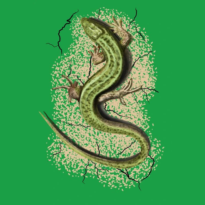 Lizard