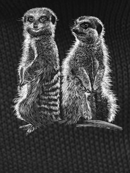 Meerkats