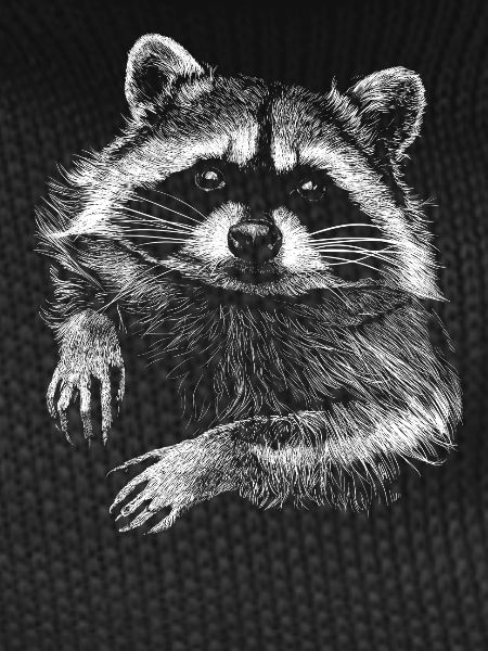 racoon