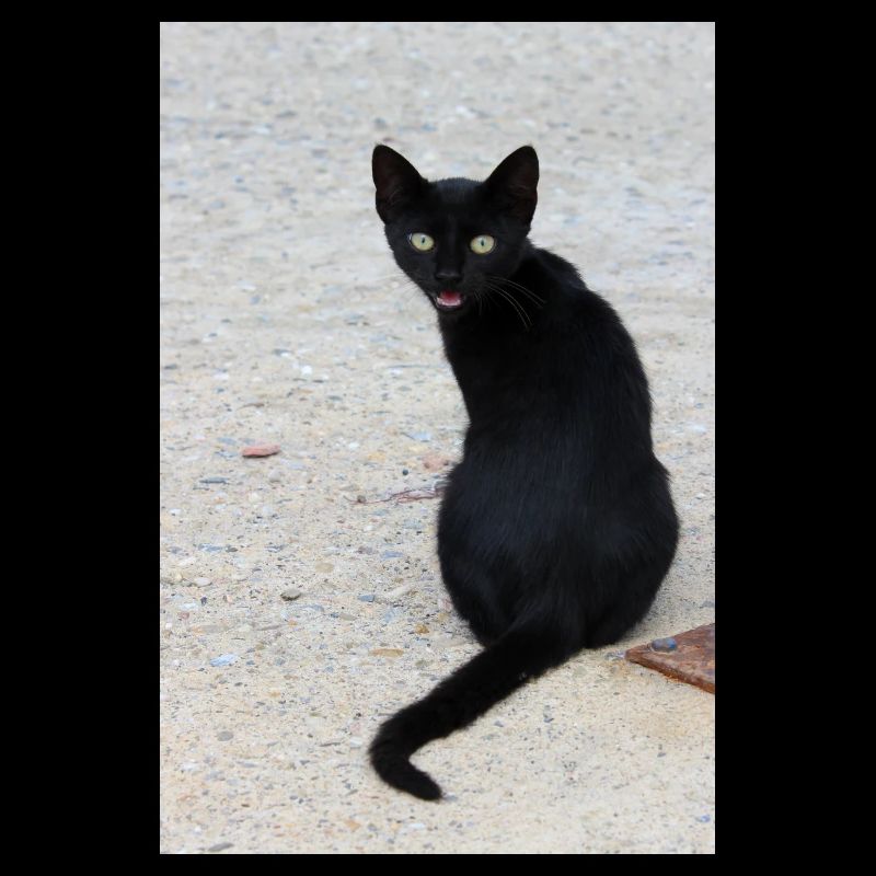 Cat black