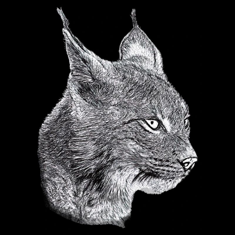 Luchs Katze Freiheit wild cat katze