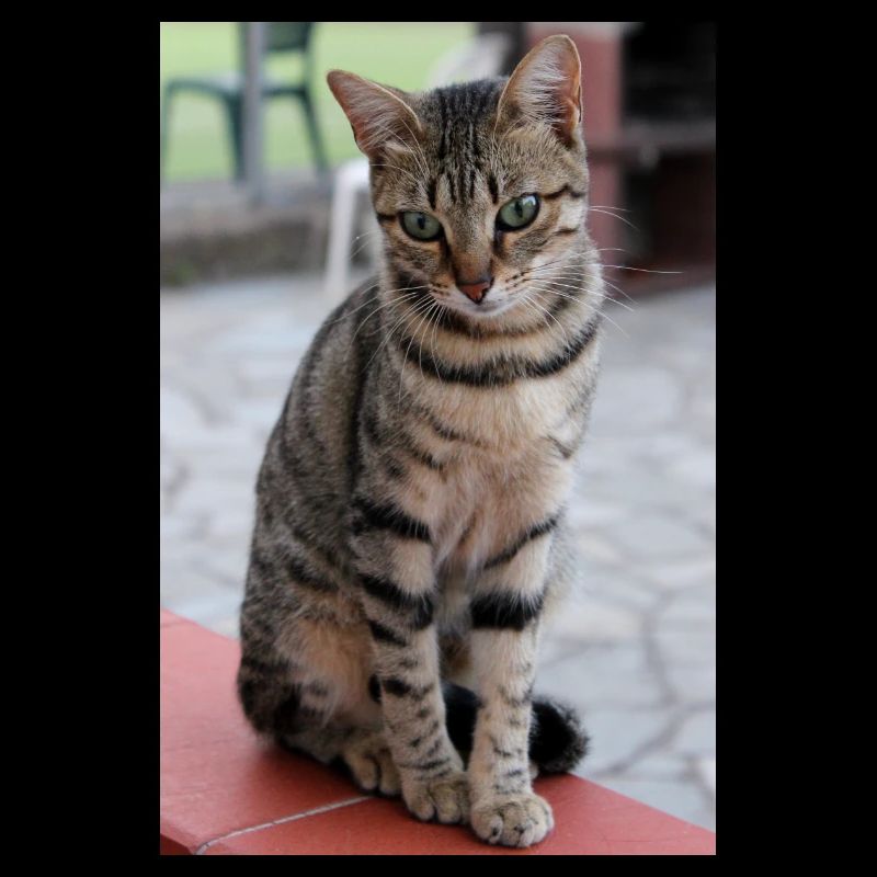 Chat Chaton Poster Chat Poster