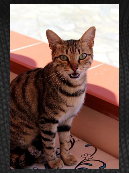 Cat