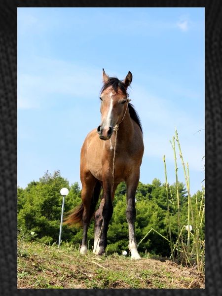 Affiche Cheval Cheval