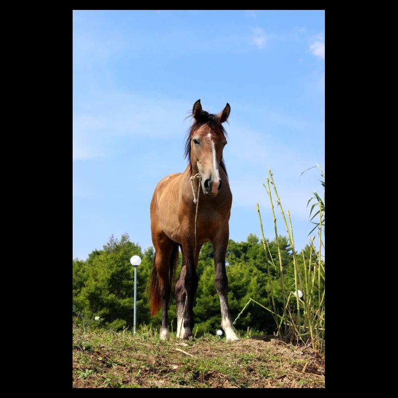 Affiche Cheval Cheval
