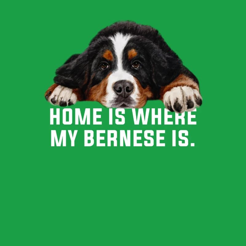 Bouvier bernois