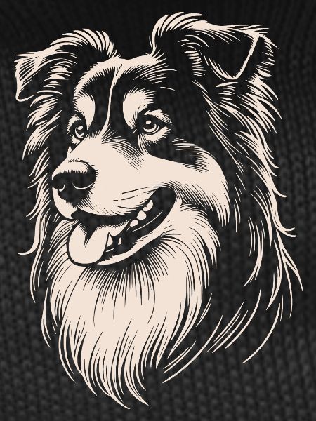 Australian Shepherd Features