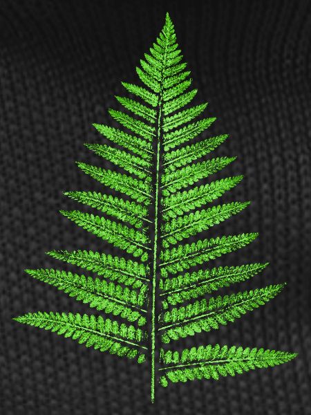 Leaf Fern - Botany Plants