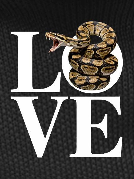 Königspython Schlangen LOVE Terrarium Python