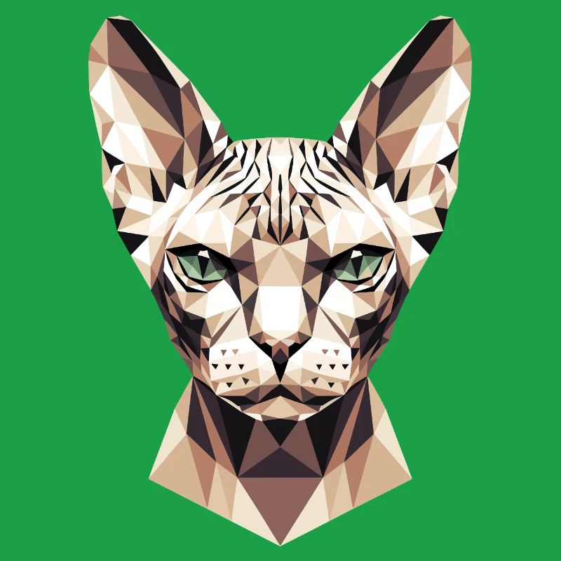 Sphynx Chat Sphynx Chat Chat Canadien Sphinx mignon