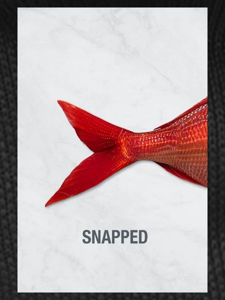 Snapped Fish Minimal Design Modern