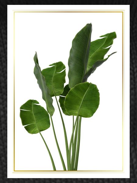 Banana Leaf Tropical Splendor