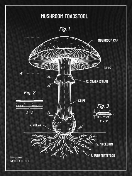 Toadstoolpilz-Blaupausendiagramm