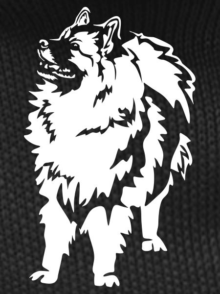Wolfsspitz « Édition Noire »