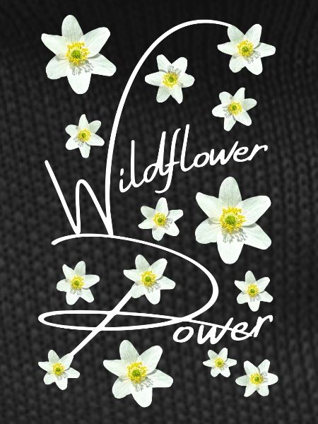 WOOD ANEMONE