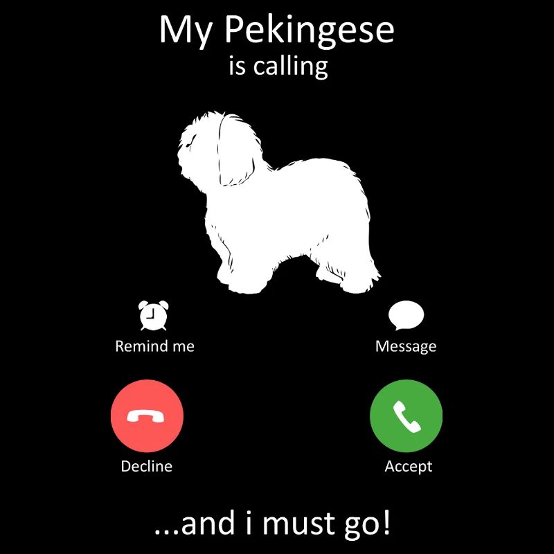 Pekingese Is Calling Funny Dog Owner