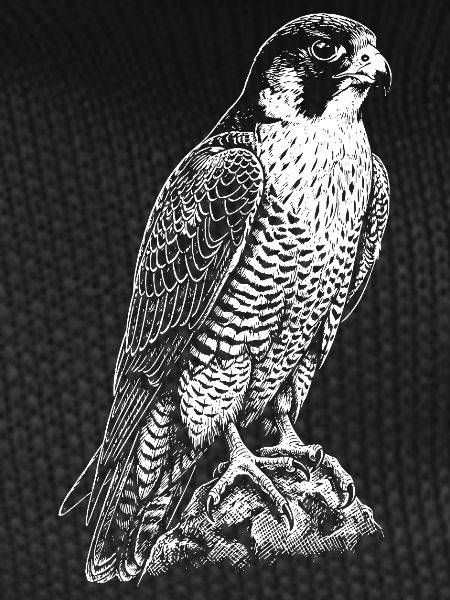 Predatory Falcon Silhouette