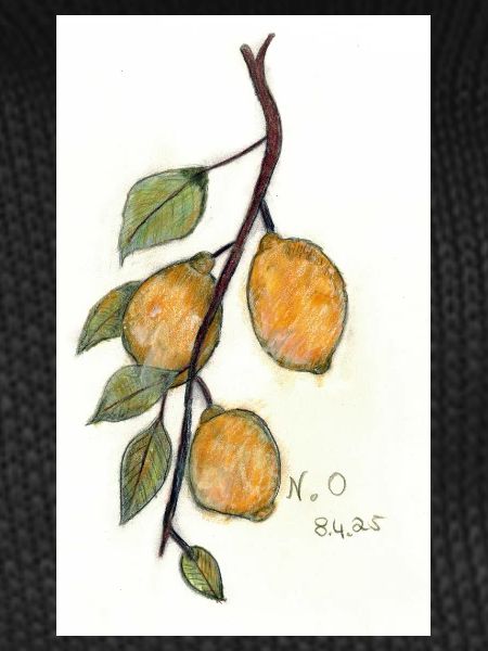 Citronnier
