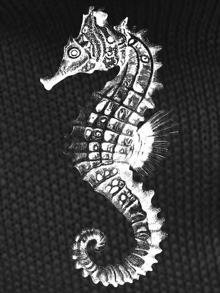 Seahorse Silhouette Nautical