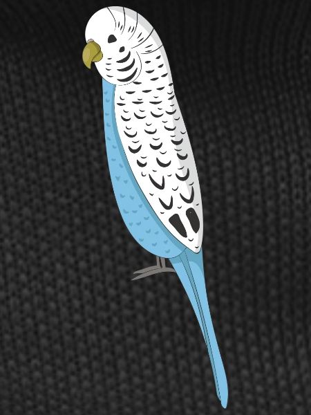 budgerigar