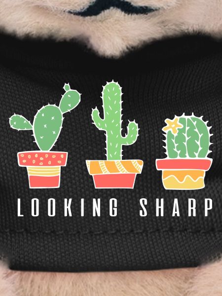 Cactus pointu