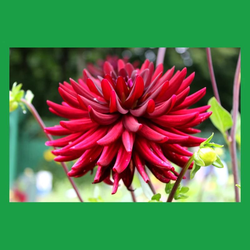 Dahlia Fleur Rouge, Fleur