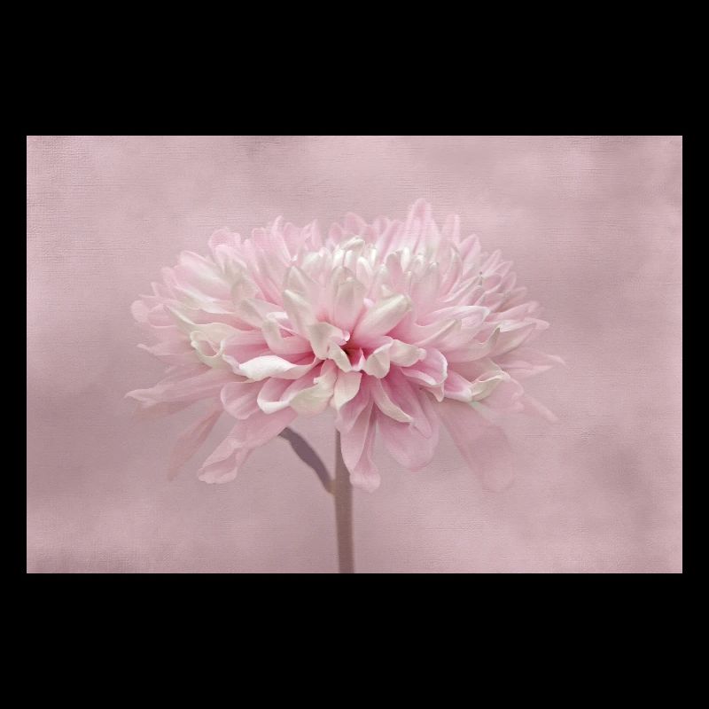 Chrysanthème
