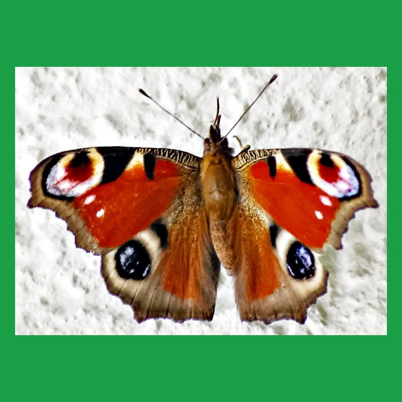 Peacock Eye Butterfly Pattern
