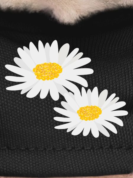 Flower Daisies