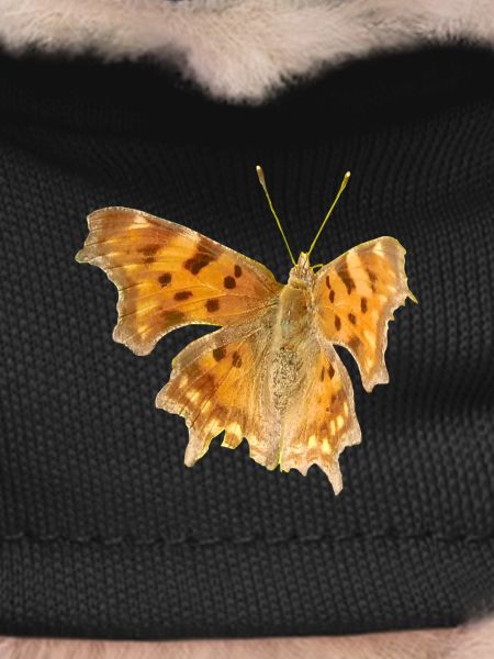 Butterfly C-Moth