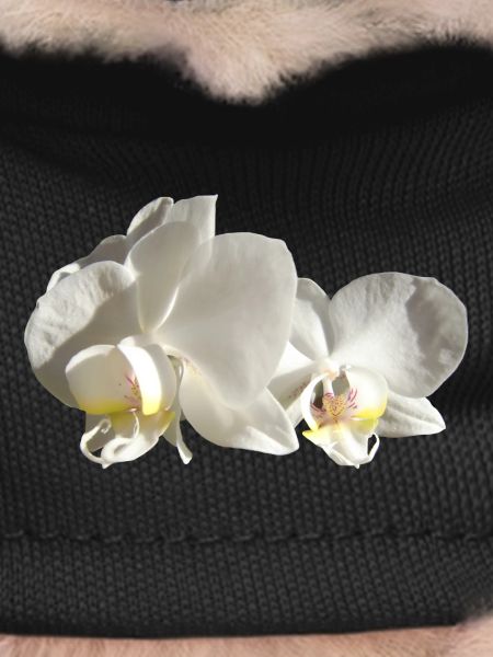 Orchidée blanche