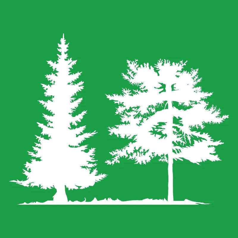 Tree, Spruce, Forest, Camping, Nature, Mixed Forest, Pine