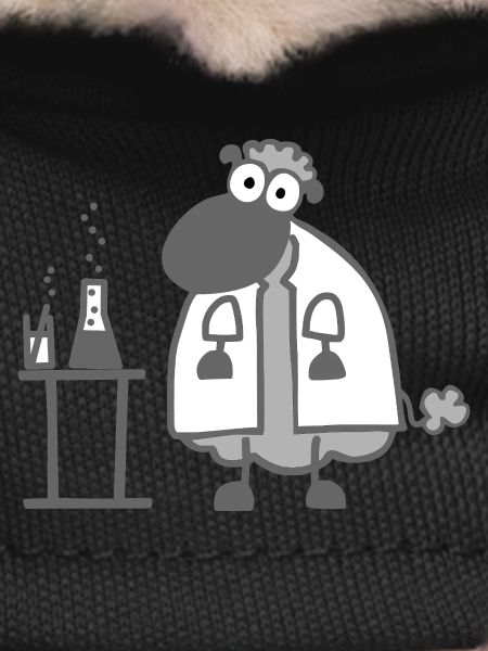 Laboratory sheep