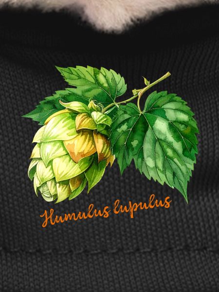 Humulus lupulus - botanical illustration