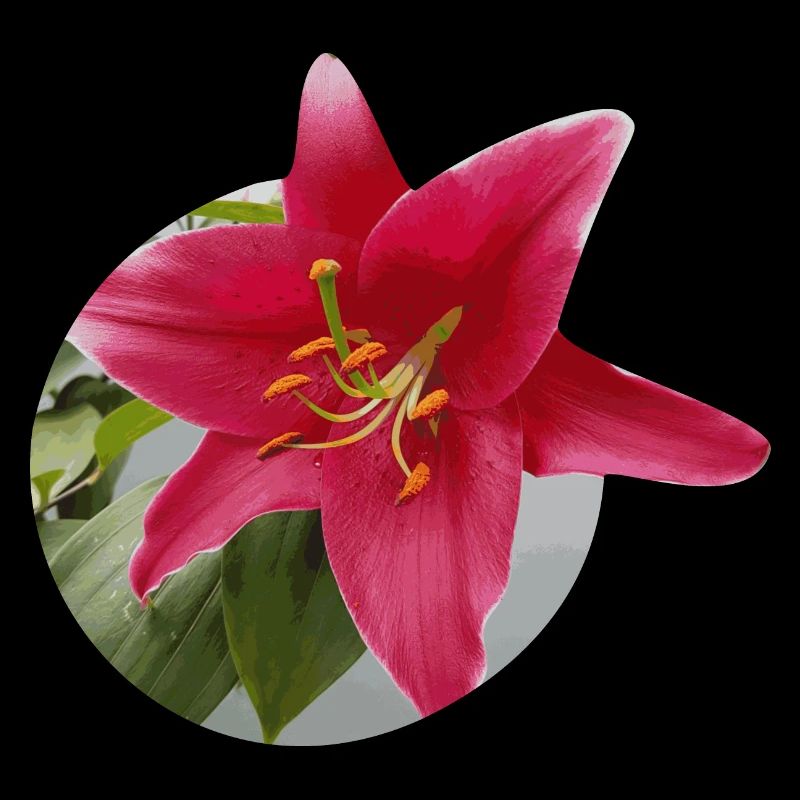Lily2
