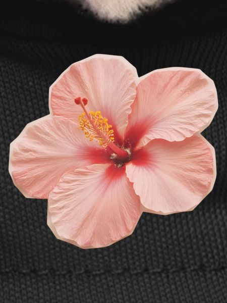 Hibiscus Peach