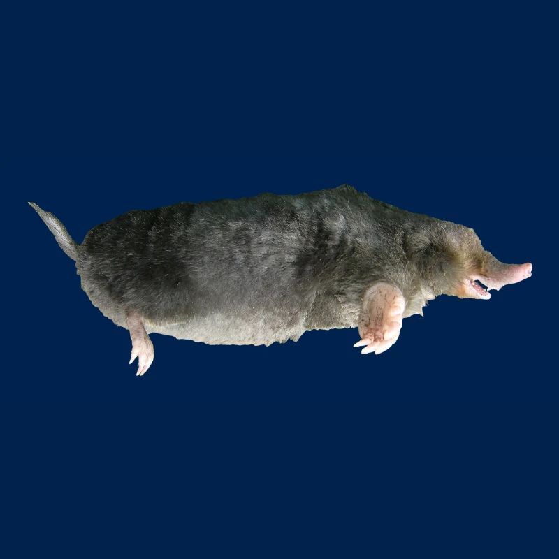 Mole