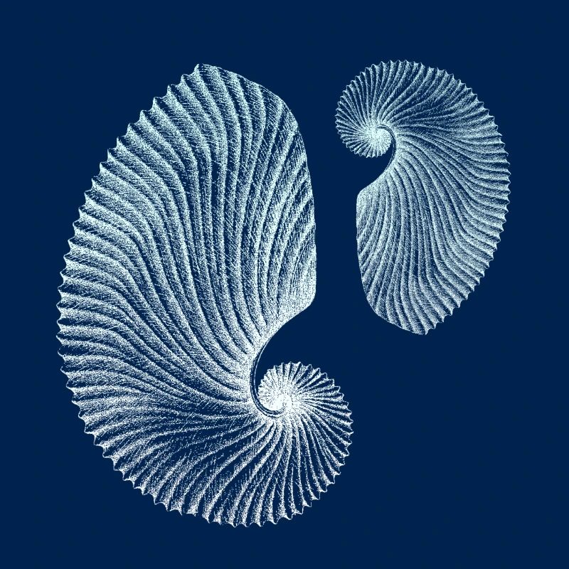Minimalist spiral marine patterns