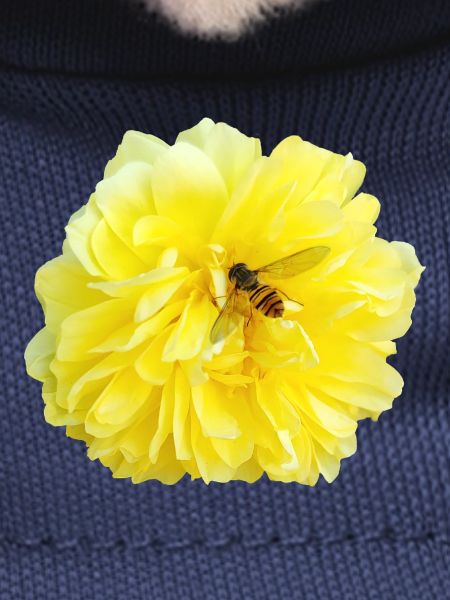 Yellow_Rose_-_Bee_Nature_Photography