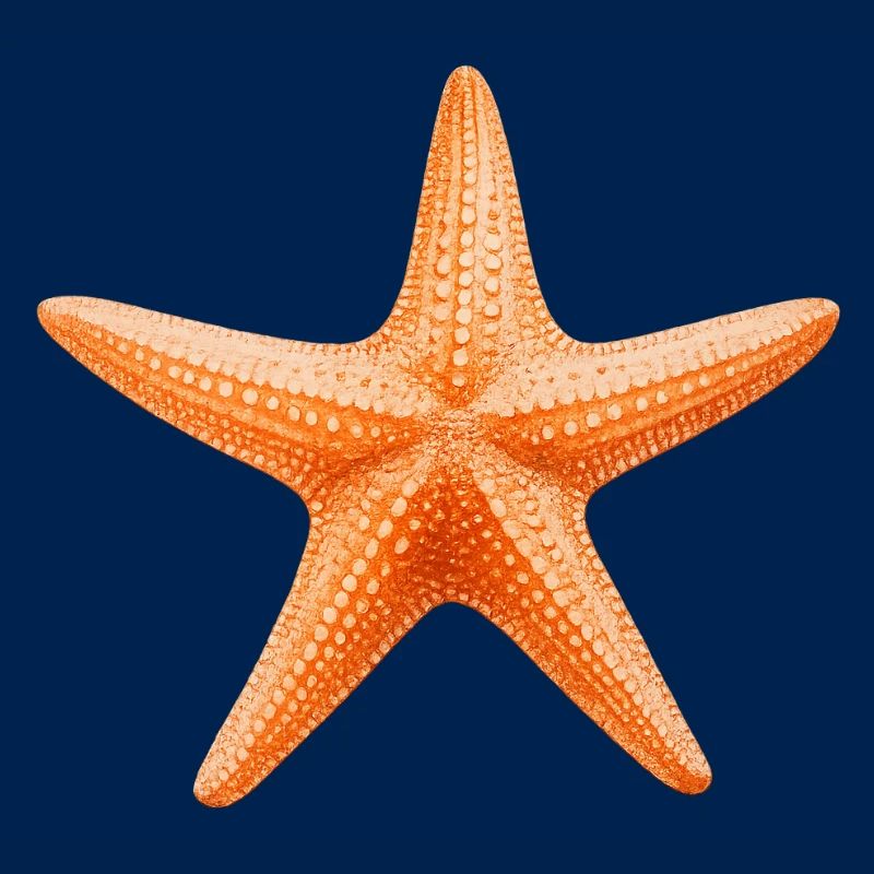 Conception de la plage Orange Starfish