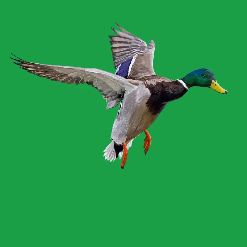 Duck