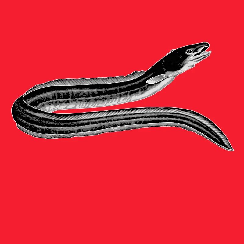 eel