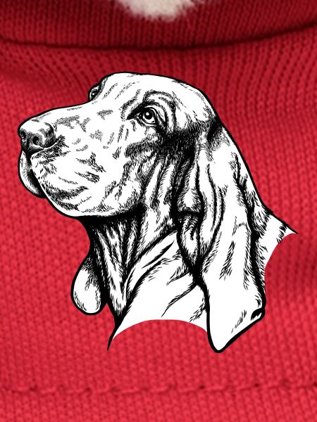 Bracco Italiano Portrait
