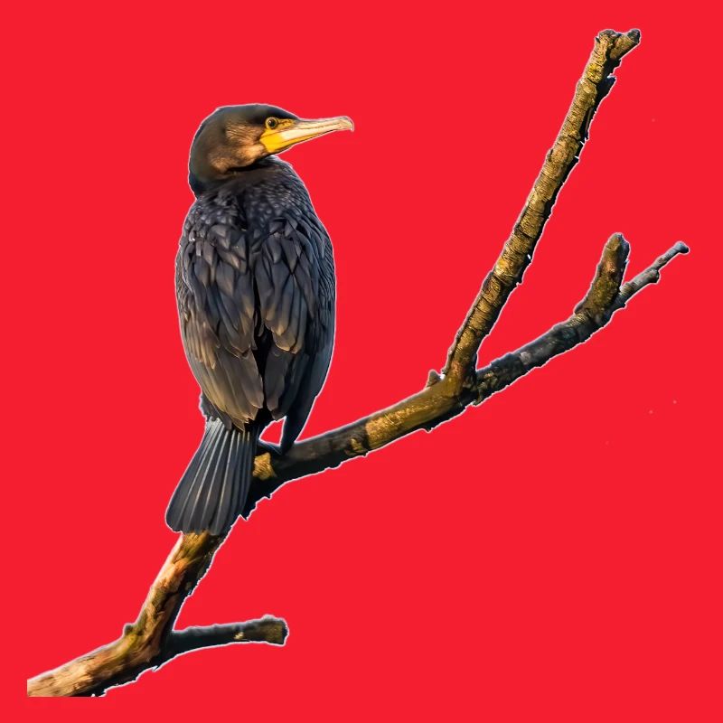 Cormoran