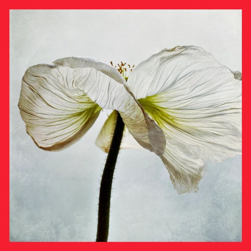 Fleur de pavot blanc