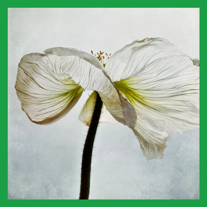Weiße Mohnblüte