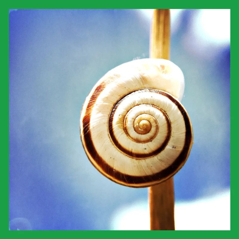 Snail-shell