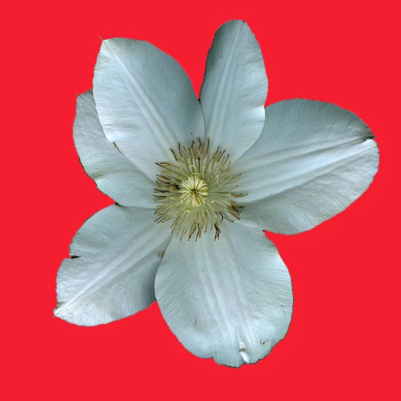 Fleur de clématite blanche