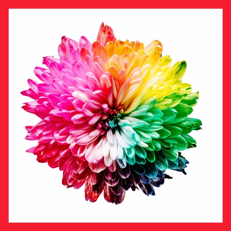 Regenbogen Blüte Explosion